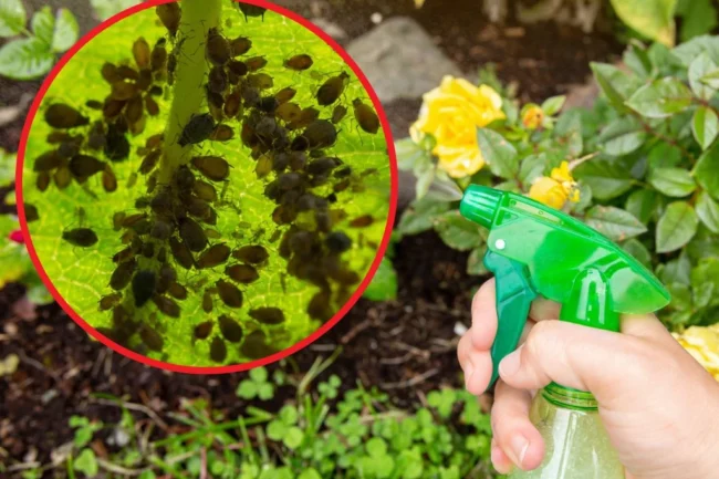 Ways To Combat Aphids What Plants Does Aphid Attack 